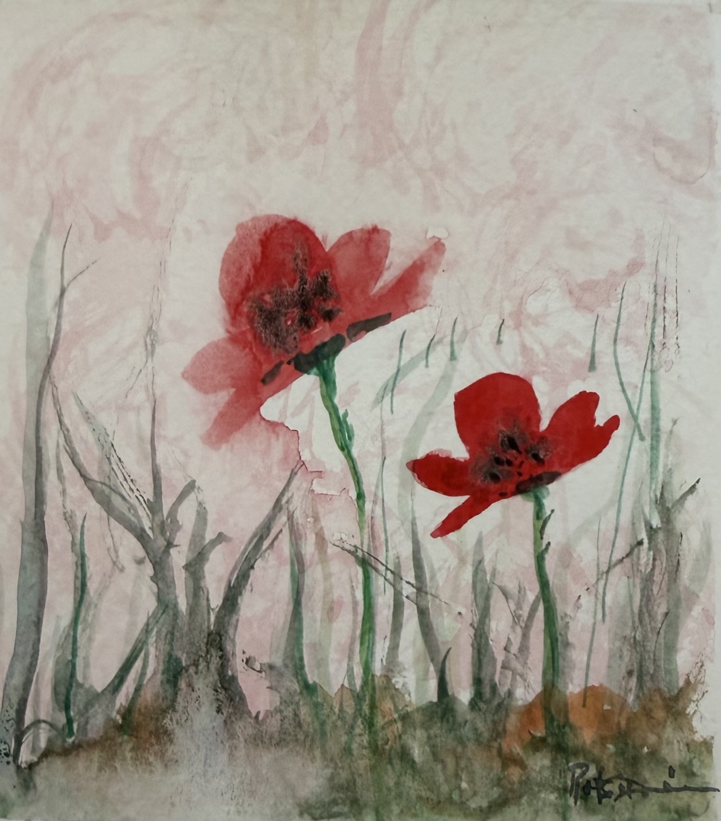 Two Red Poppies