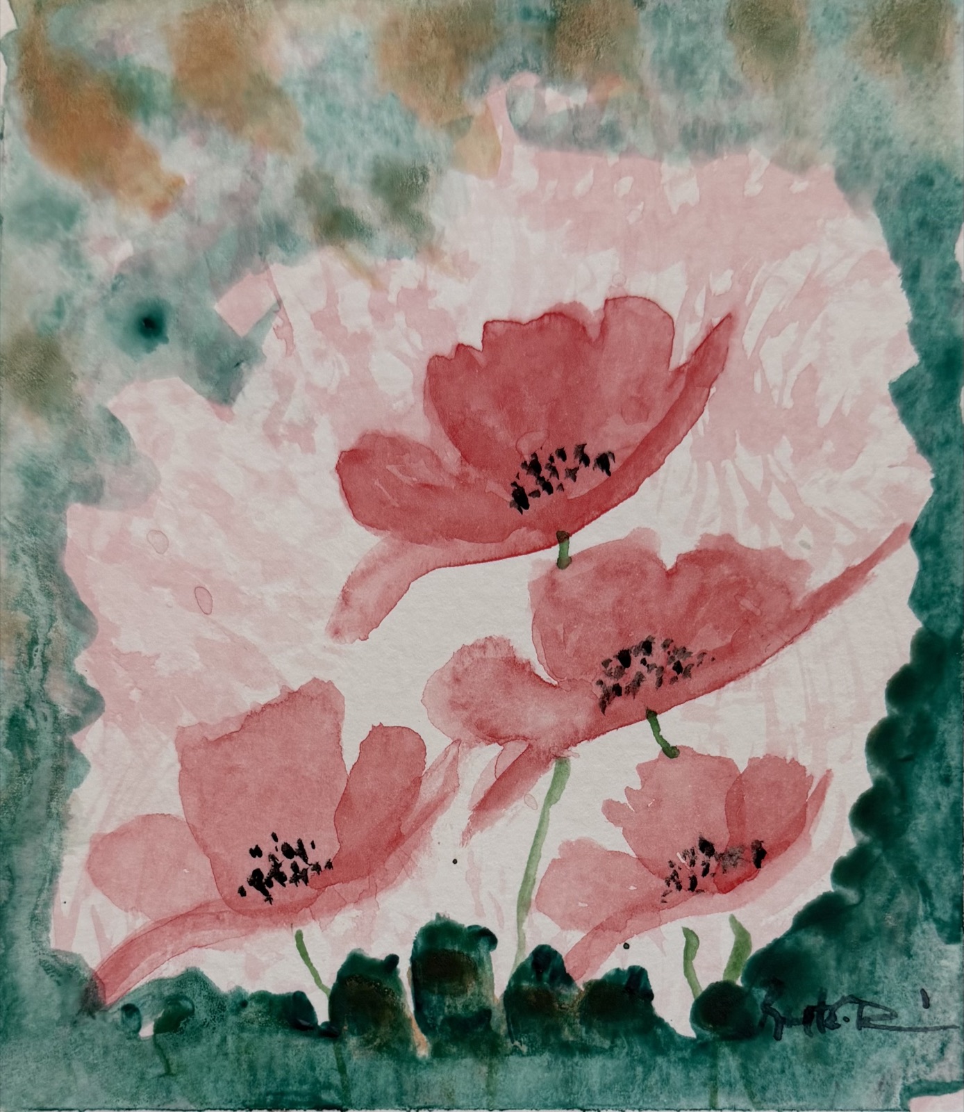 Poppies in Bloom